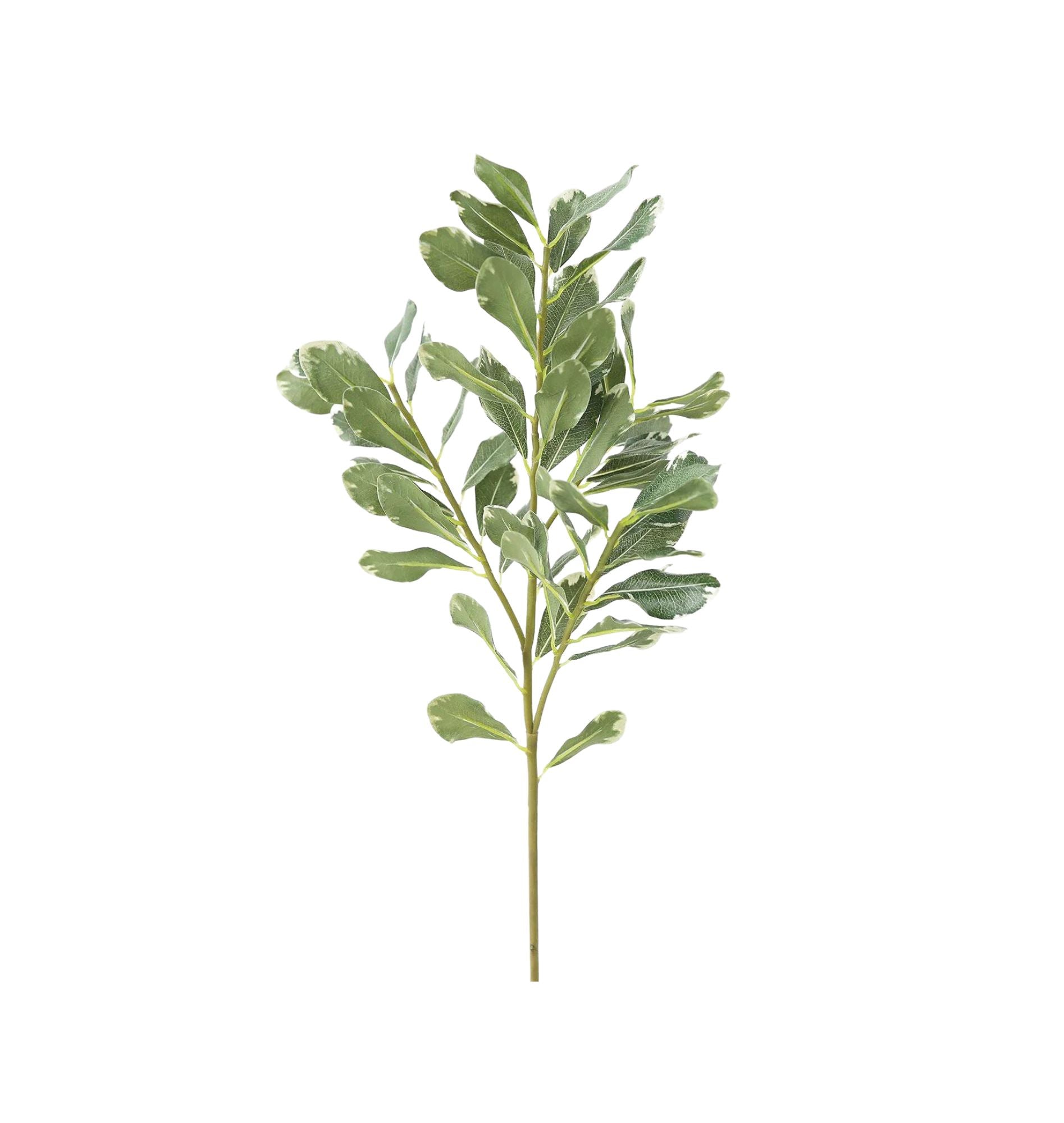 Pittosporum Leaf Branch