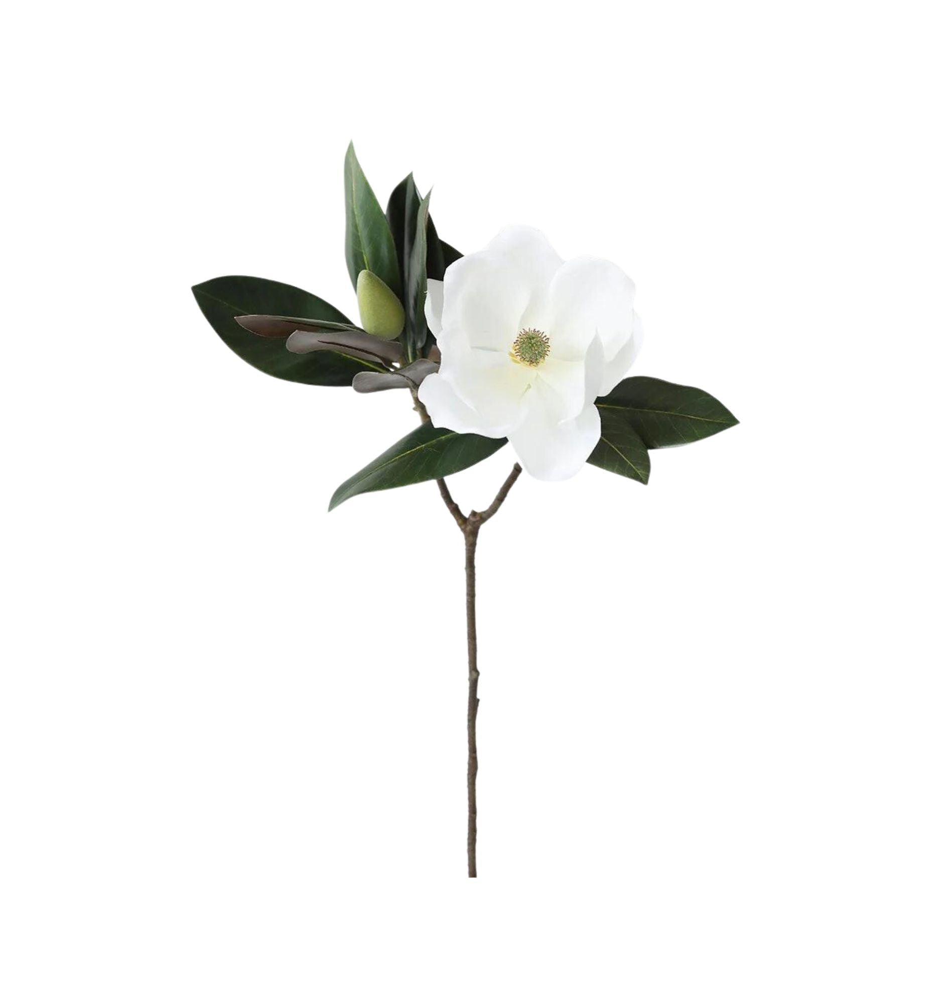 Magnolia Flower and Bud Branch